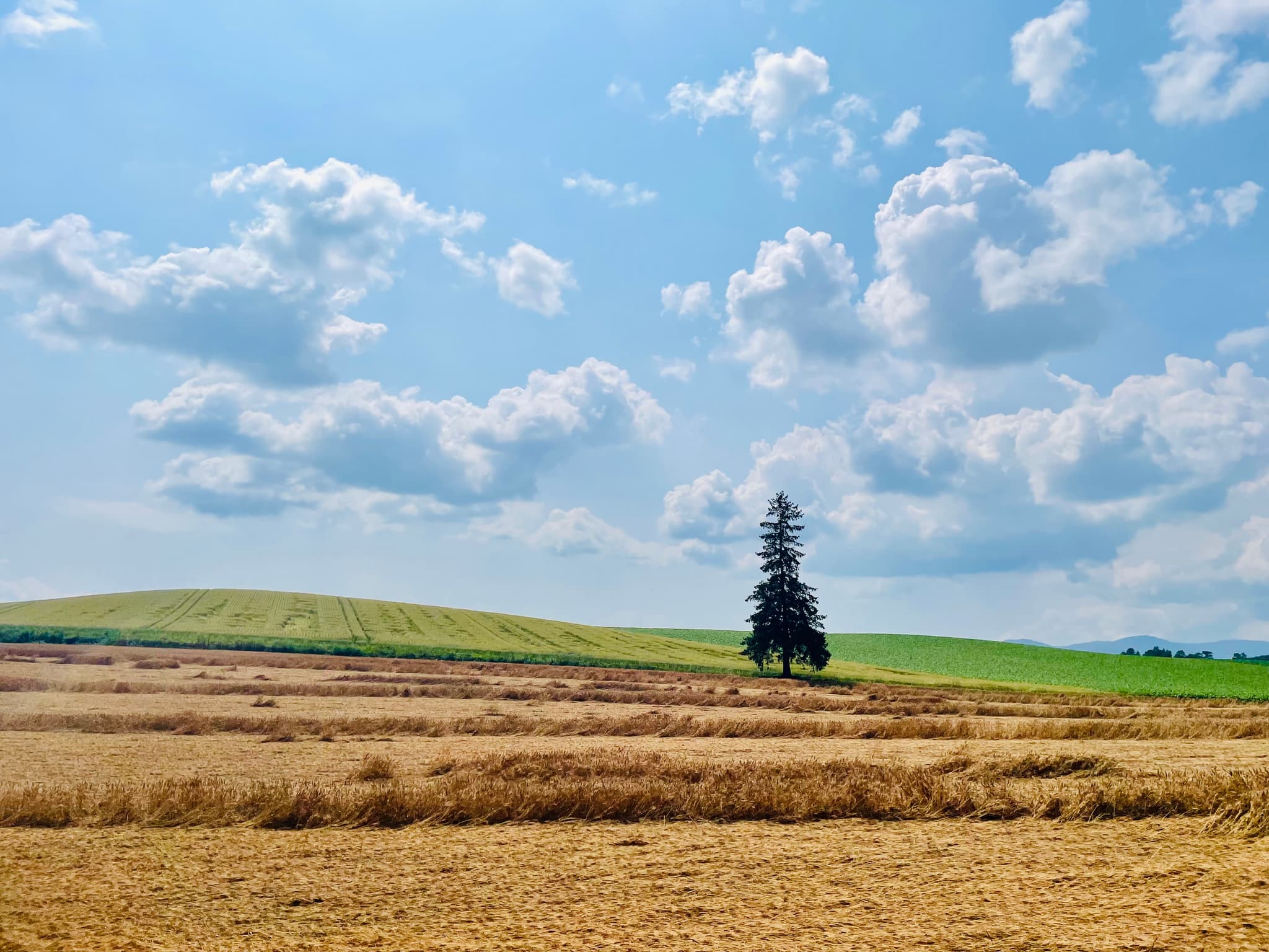 クリスマスツリーの木